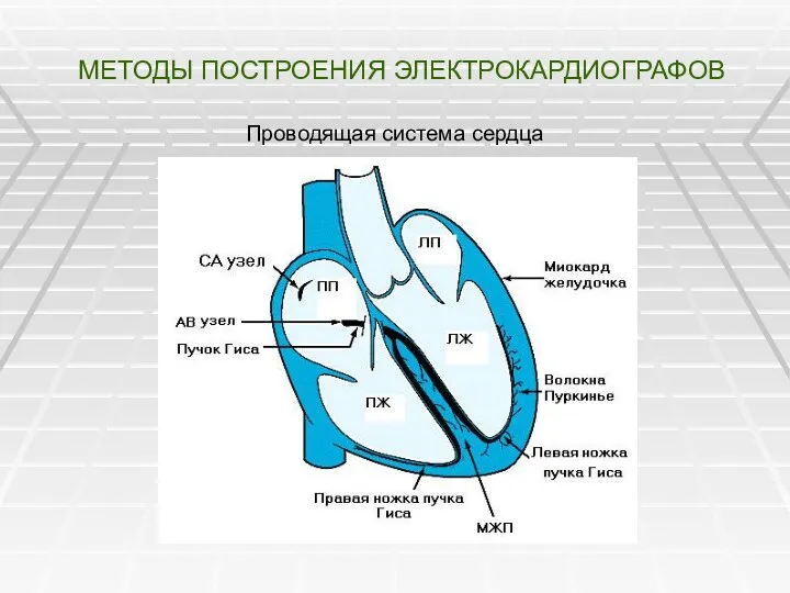 МЕТОДЫ ПОСТРОЕНИЯ ЭЛЕКТРОКАРДИОГРАФОВ Проводящая система сердца