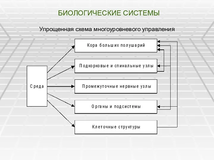 БИОЛОГИЧЕСКИЕ СИСТЕМЫ Упрощенная схема многоуровневого управления