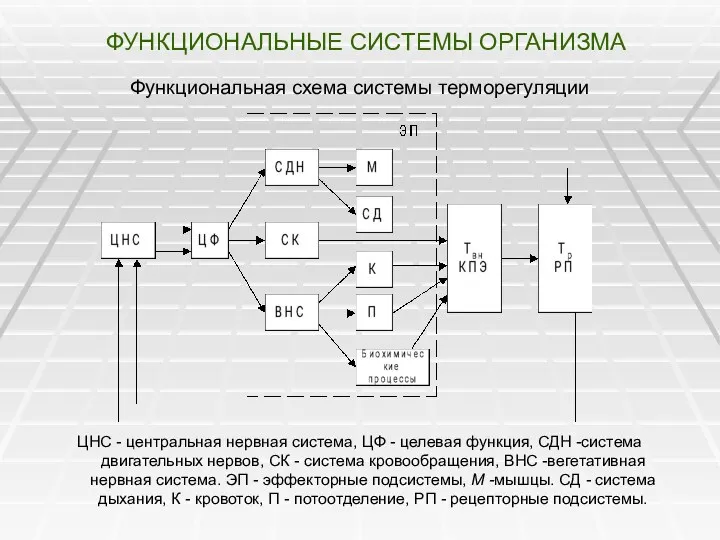 ФУНКЦИОНАЛЬНЫЕ СИСТЕМЫ ОРГАНИЗМА Функциональная схема системы терморегуляции ЦНС - центральная