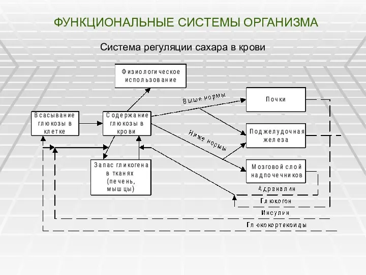 ФУНКЦИОНАЛЬНЫЕ СИСТЕМЫ ОРГАНИЗМА Система регуляции сахара в крови