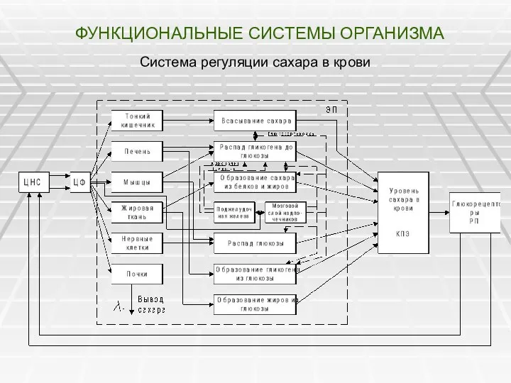 ФУНКЦИОНАЛЬНЫЕ СИСТЕМЫ ОРГАНИЗМА Система регуляции сахара в крови