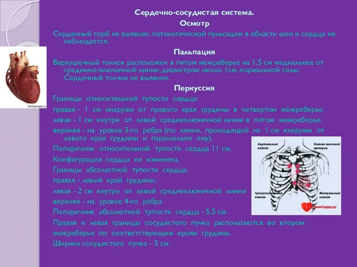 Сердечно-сосудистая система. Осмотр Сердечный горб не выявлен, патологической пульсации в