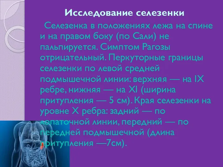 Исследование селезенки Селезенка в положениях лежа на спине и на