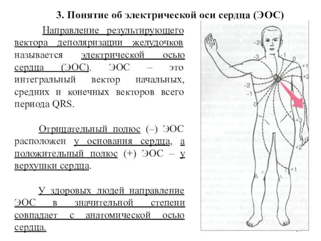 Направление результирующего вектора деполяризации желудочков называется электрической осью сердца (ЭОС).