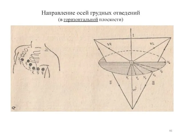 Направление осей грудных отведений (в горизонтальной плоскости)