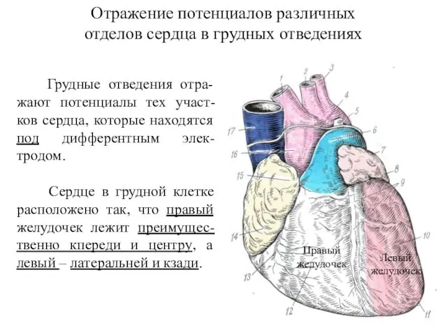 Отражение потенциалов различных отделов сердца в грудных отведениях Грудные отведения