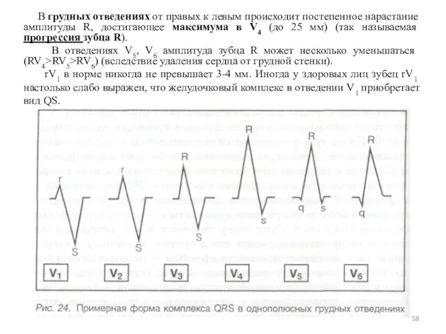 В грудных отведениях от правых к левым происходит постепенное нарастание