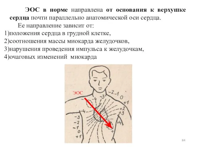 ЭОС в норме направлена от основания к верхушке сердца почти