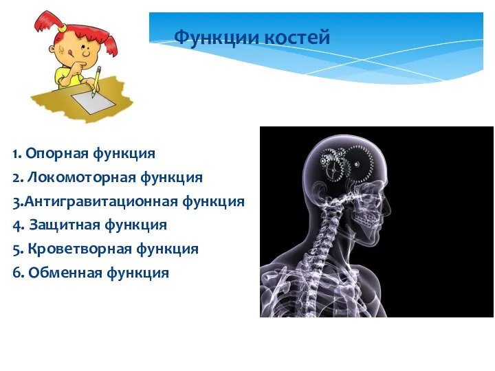 1. Опорная функция 2. Локомоторная функция 3.Антигравитационная функция 4. Защитная