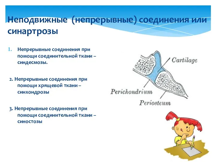 Непрерывные соединения при помощи соединительной ткани – синдесмозы. 2. Непрерывные