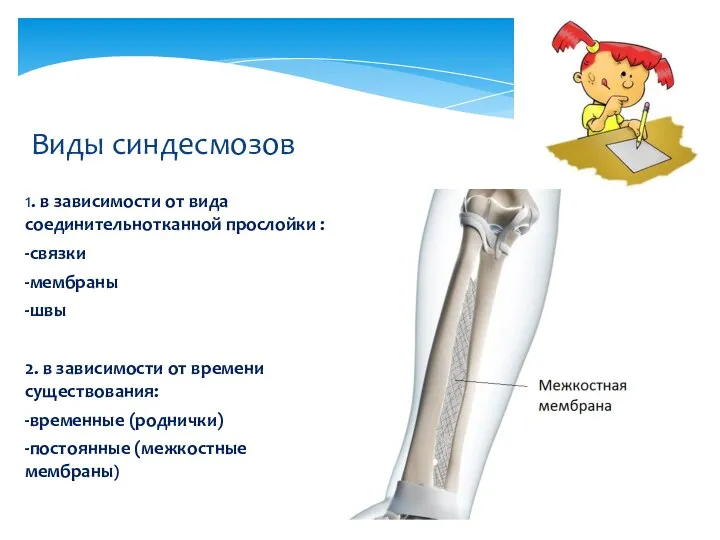 1. в зависимости от вида соединительнотканной прослойки : -связки -мембраны