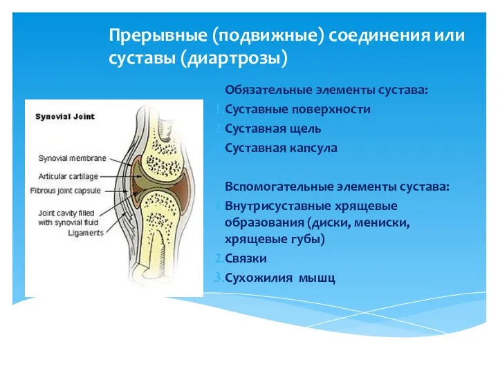 Прерывные (подвижные) соединения или суставы (диартрозы) Обязательные элементы сустава: Суставные