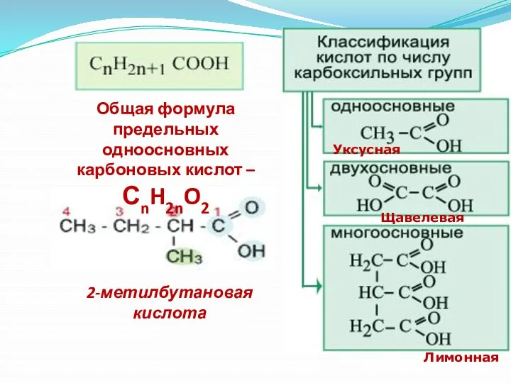 Общая формула предельных одноосновных карбоновых кислот – СnH2nO2 Уксусная Щавелевая Лимонная 2-метилбутановая кислота
