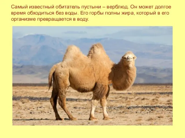 Самый известный обитатель пустыни – верблюд. Он может долгое время
