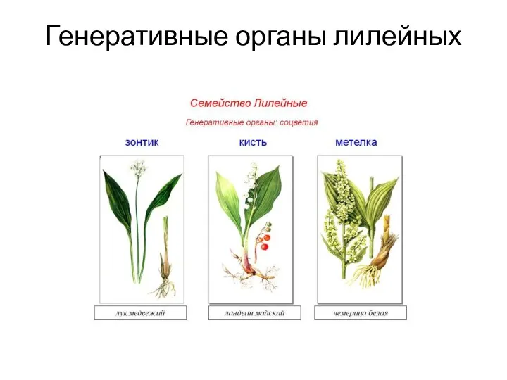 Генеративные органы лилейных