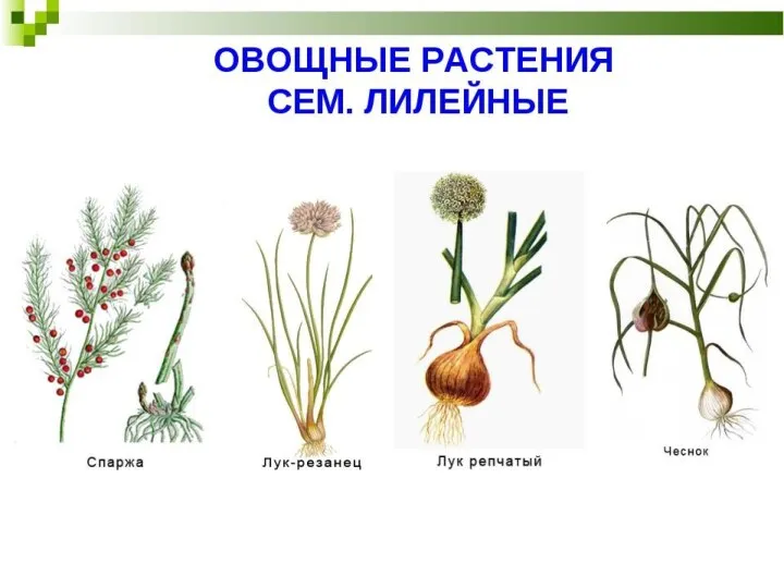 Генеративные органы, формула цветка, диаграмма цветка , представители лилейных: лилия, лук и чеснок.