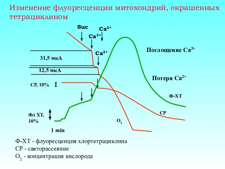 Изменение флуоресценции митохондрий, окрашенных тетрациклином Ф-ХТ - флуоресценция хлортетрациклина СР - светорассеяние O2 - концентрация кислорода