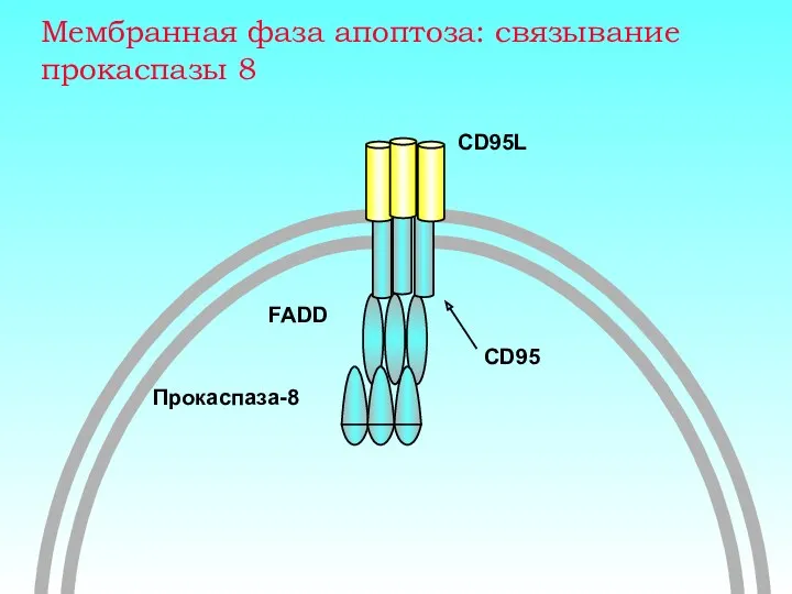 Мембранная фаза апоптоза: связывание прокаспазы 8 CD95