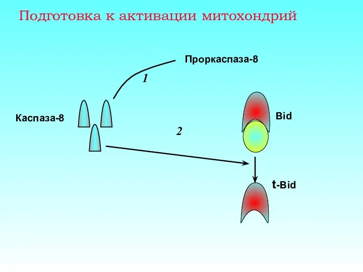 Подготовка к активации митохондрий Проркаспаза-8