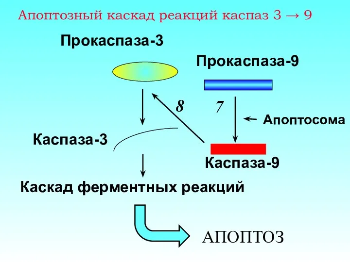 Апоптозный каскад реакций каспаз 3 → 9 Апоптосома