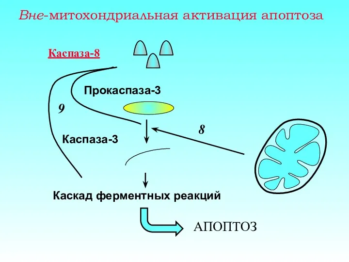 Вне-митохондриальная активация апоптоза Каспаза-8