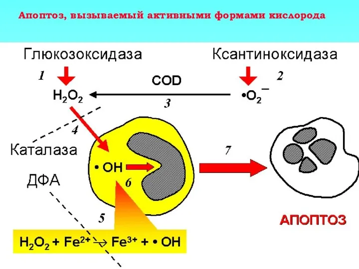 Апоптоз, вызываемый активными формами кислорода