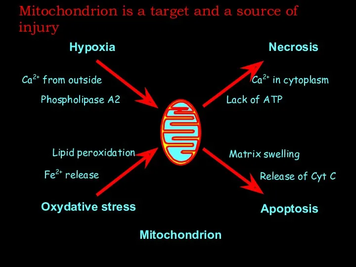 Mitochondrion is a target and a source of injury