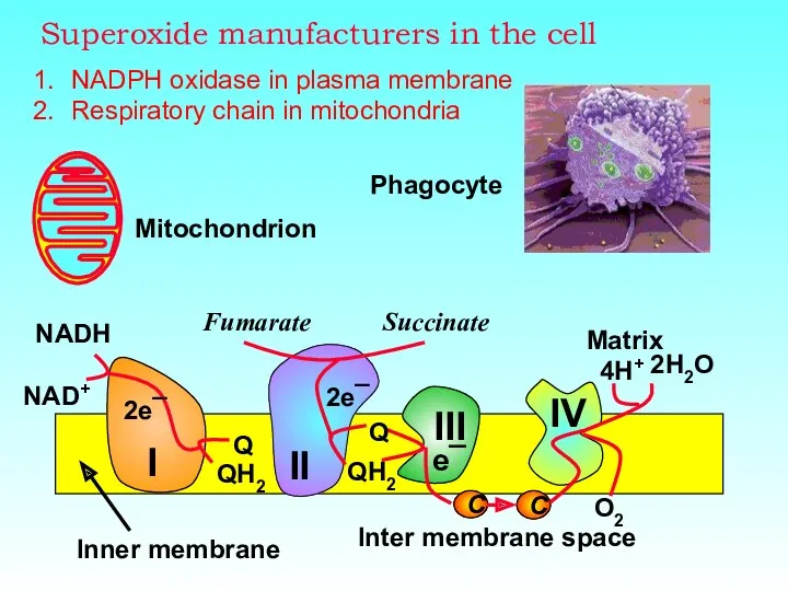 Superoxide manufacturers in the cell NADPH oxidase in plasma membrane Respiratory chain in mitochondria Phagocyte
