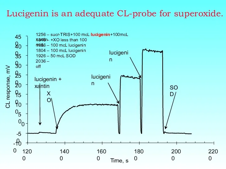 Lucigenin is an adequate CL-probe for superoxide.