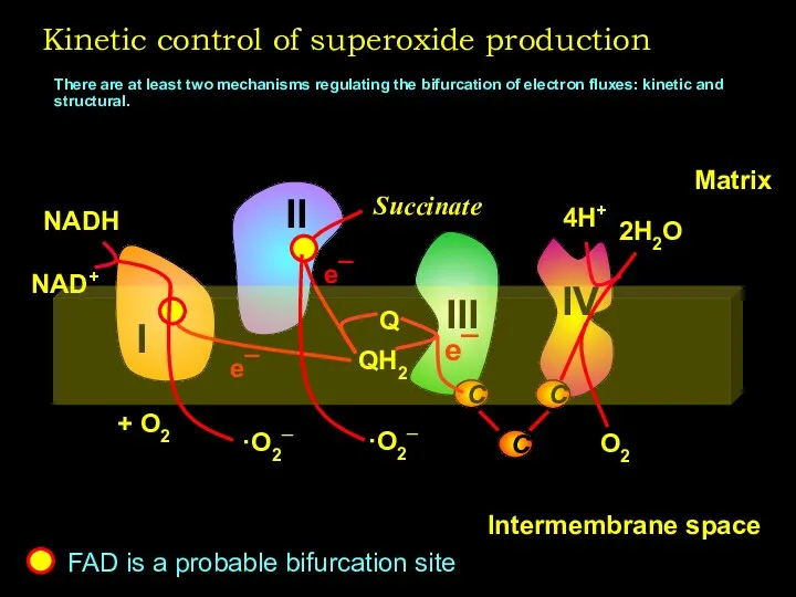 Kinetic control of superoxide production There are at least two mechanisms regulating the