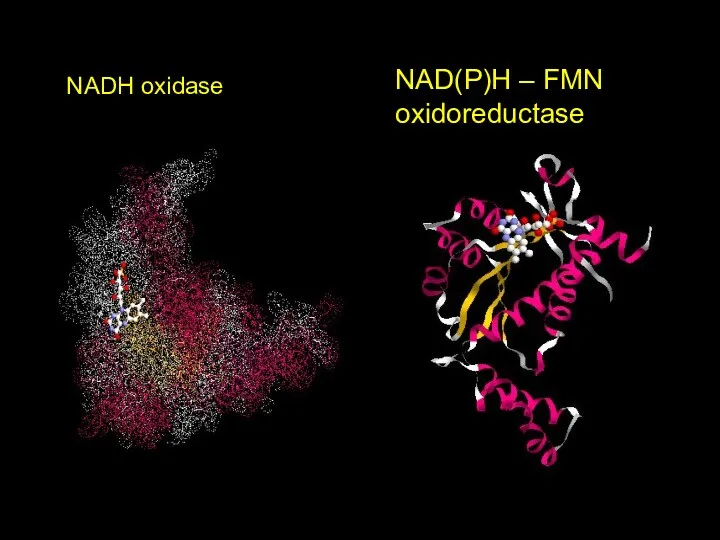 FMN NAD(P)H – FMN oxidoreductase NADH oxidase FMN FMN