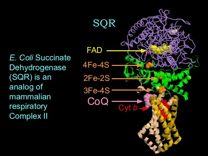 SQR Cyt b FAD 2Fe-2S 4Fe-4S 3Fe-4S CoQ E. Coli Succinate Dehydrogenase (SQR)