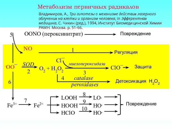 Метаболизм первичных радикалов .OO¯ Защита LOOH HOOH HClO SOD O2 + H2O2 2
