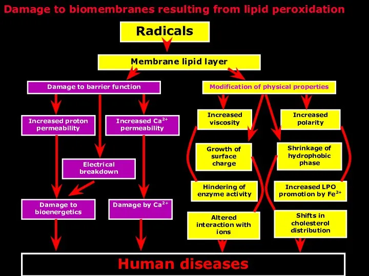 Damage to biomembranes resulting from lipid peroxidation