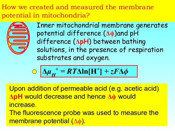 How we created and measured the membrane potential in mitochondria? Inner mitochondrial membrane