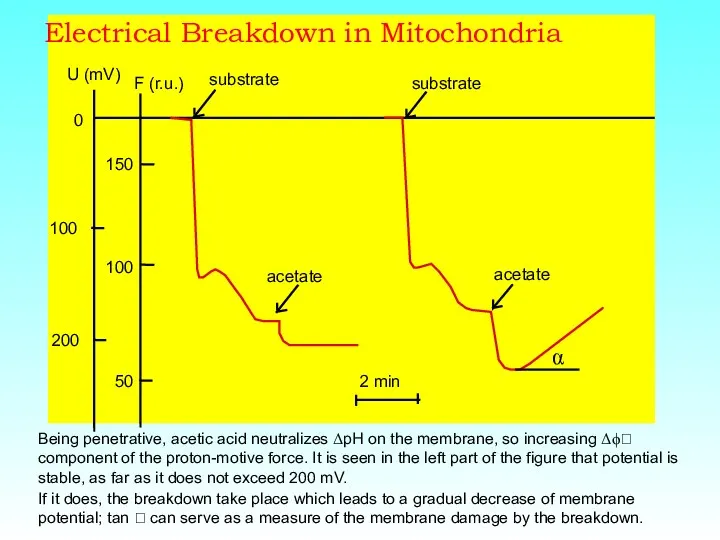 Electrical Breakdown in Mitochondria