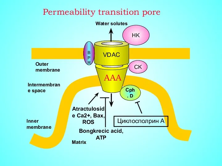 VDAC HK CK BPR Cph. D Intermembrane space Inner membrane Outer membrane Matrix