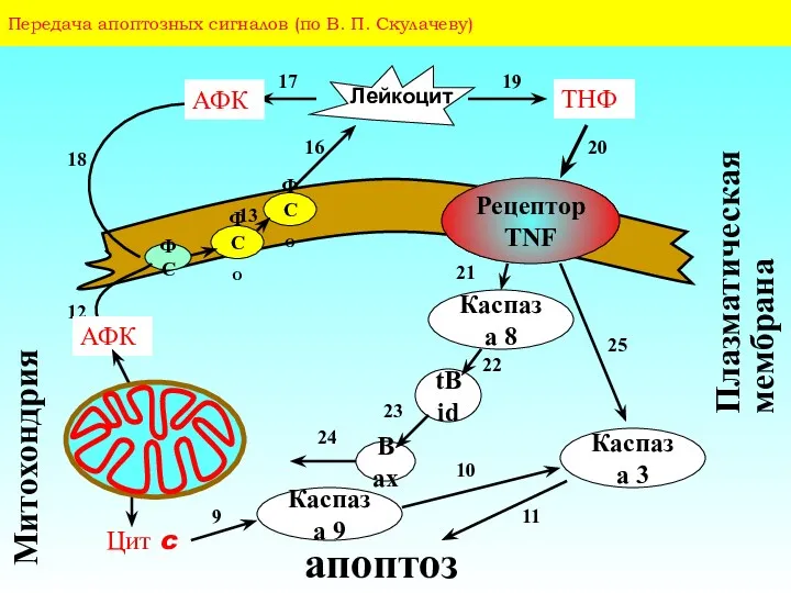Передача апоптозных сигналов (по В. П. Скулачеву) Плазматическая мембрана 16 18 Каспаза 3