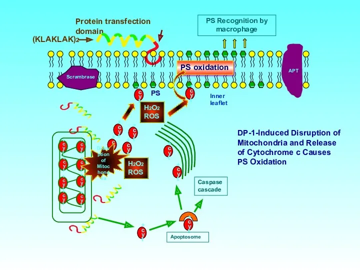 DP-1-Induced Disruption of Mitochondria and Release of Cytochrome c Causes PS Oxidation