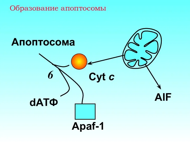 Образование апоптосомы AIF Cyt c Апоптосома