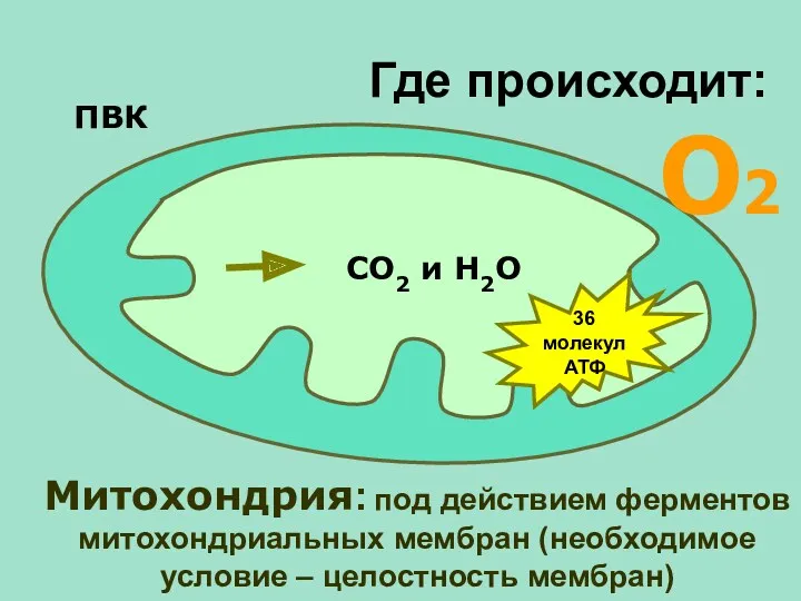 О2 Митохондрия: под действием ферментов митохондриальных мембран (необходимое условие – целостность мембран) ПВК
