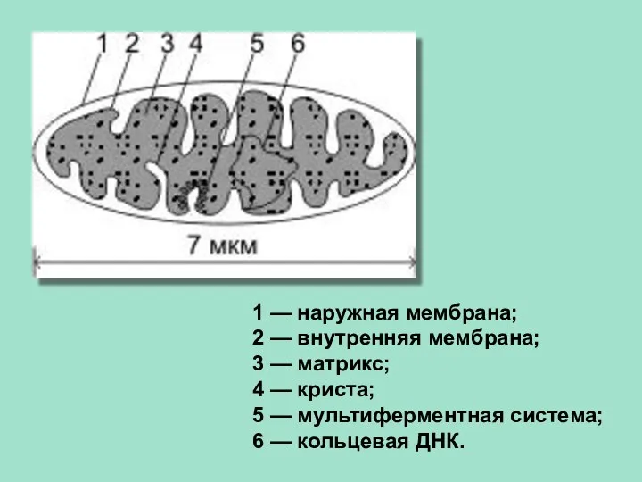 1 — наружная мембрана; 2 — внутренняя мембрана; 3 — матрикс; 4 —
