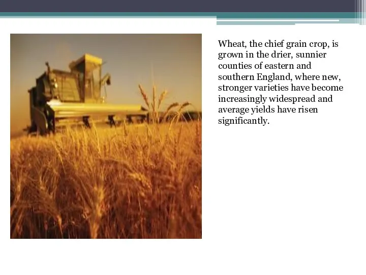 Wheat, the chief grain crop, is grown in the drier, sunnier counties of