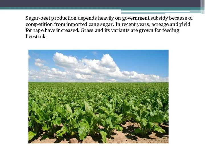 Sugar-beet production depends heavily on government subsidy because of competition from imported cane