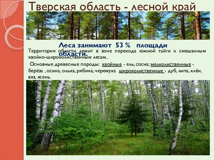 Тверская область - лесной край Территория области лежит в зоне