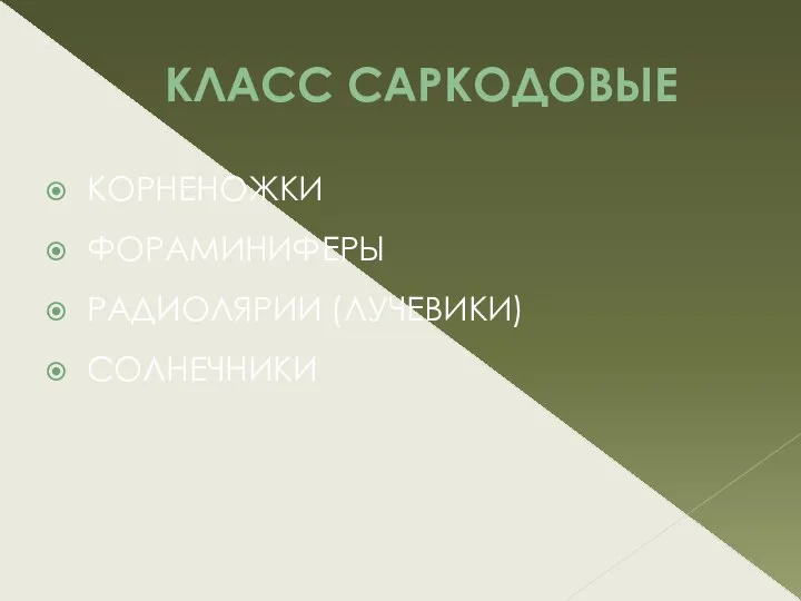 КЛАСС САРКОДОВЫЕ КОРНЕНОЖКИ ФОРАМИНИФЕРЫ РАДИОЛЯРИИ (ЛУЧЕВИКИ) СОЛНЕЧНИКИ