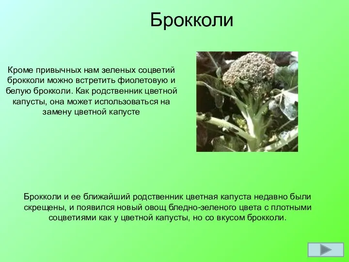 Брокколи Кроме привычных нам зеленых соцветий брокколи можно встретить фиолетовую и белую брокколи.