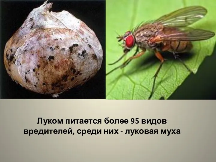 Луком питается более 95 видов вредителей, среди них - луковая муха