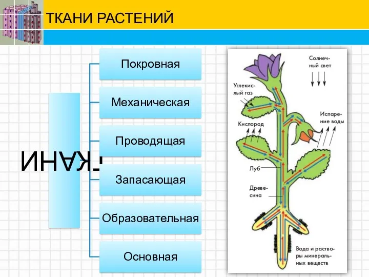 ТКАНИ РАСТЕНИЙ