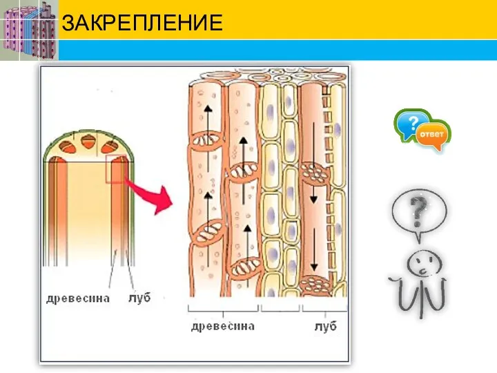 ЗАКРЕПЛЕНИЕ